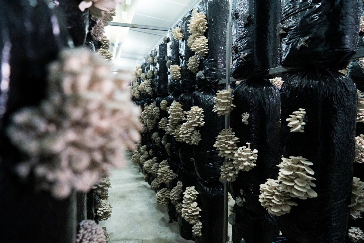 Видели, чтобы грибы так росли? Я - впервые.