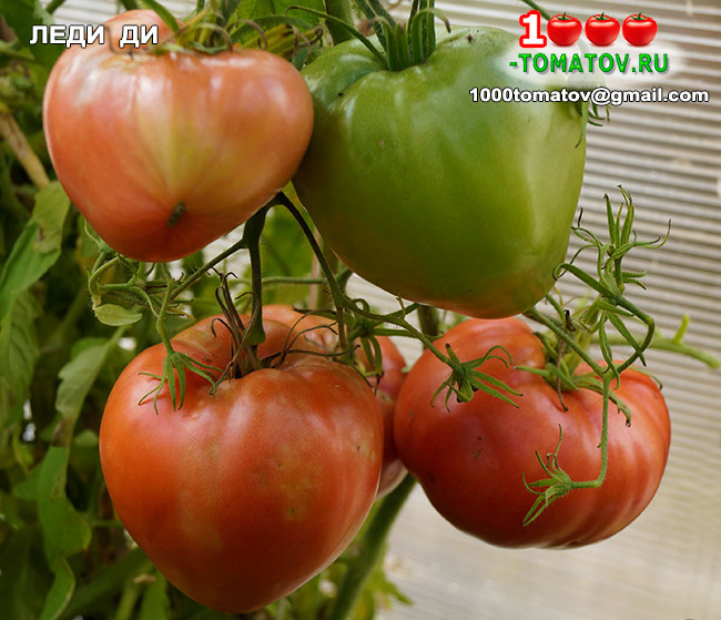 Томат Леди Ди фото 2