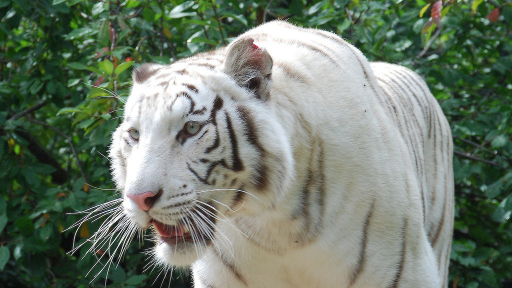 Бенгальский тигр, рожденный в неволе (ялтинский зоопарк). Фото: Евгений Листопадов, участник конкурса РГО «Самая красивая страна»