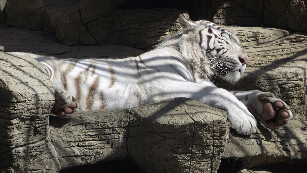 Бенгальский тигр. Фото: Юлия Шайдт, участник конкурса РГО «Самая красивая страна»