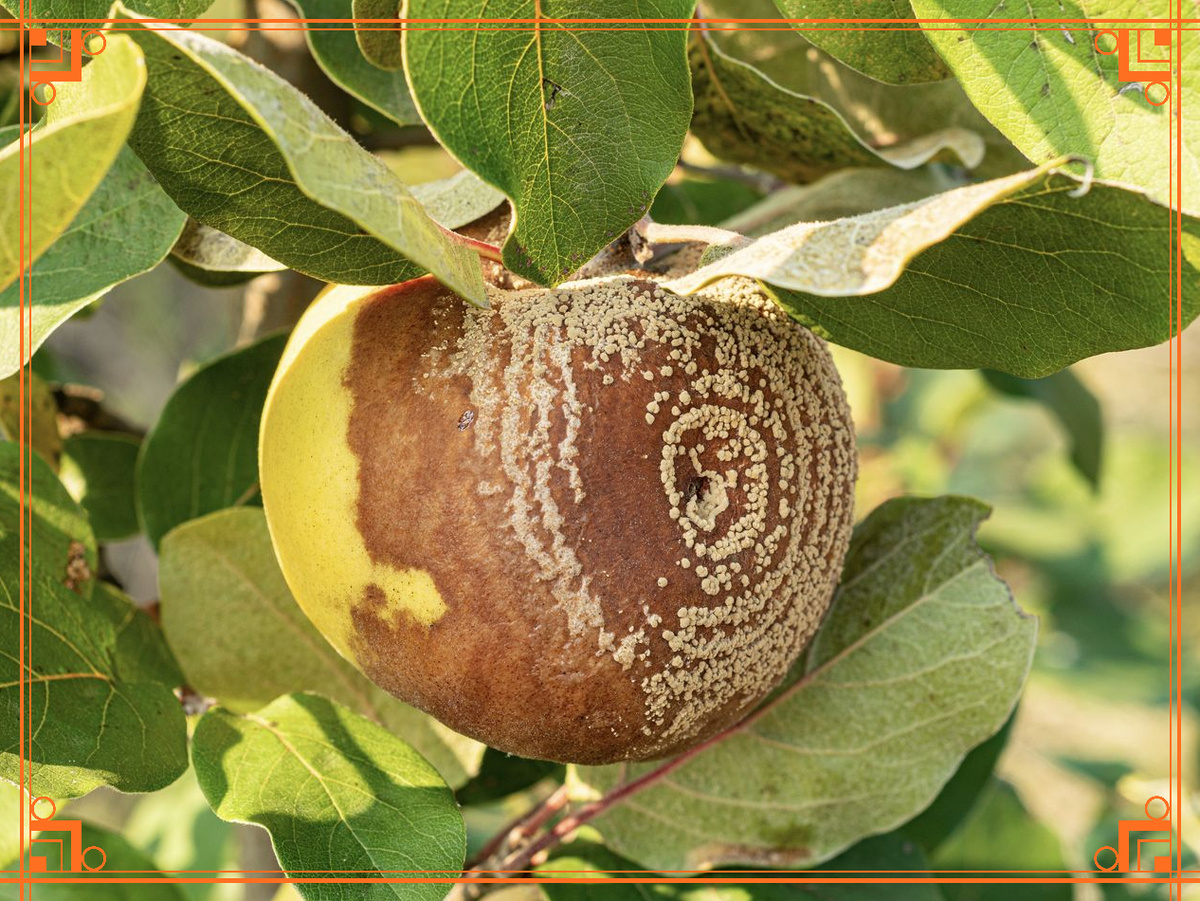 Фото из интернета. Почему гниют яблоки