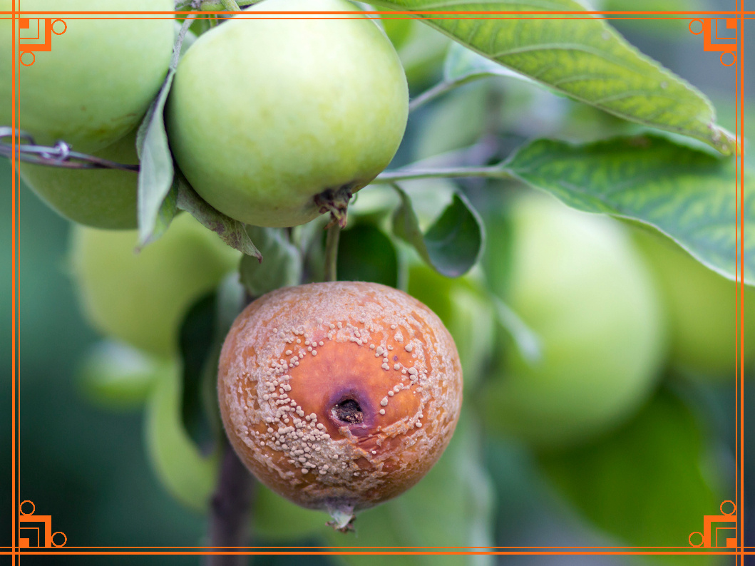 Фото из интернета. причины гниения яблок на ветках