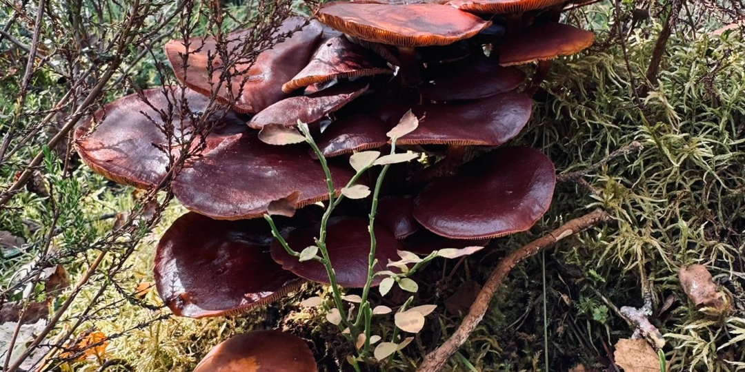 Аутизм. Про впечатления. Воспоминания из СССР