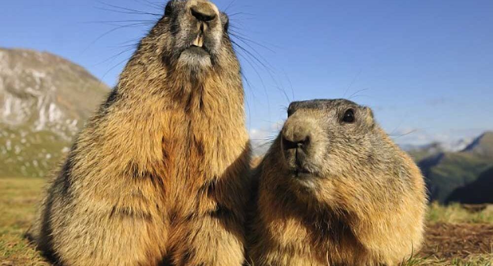 Тарбаган: сурок-инженер, который кормит волков, строит дома для змей и переносит чуму