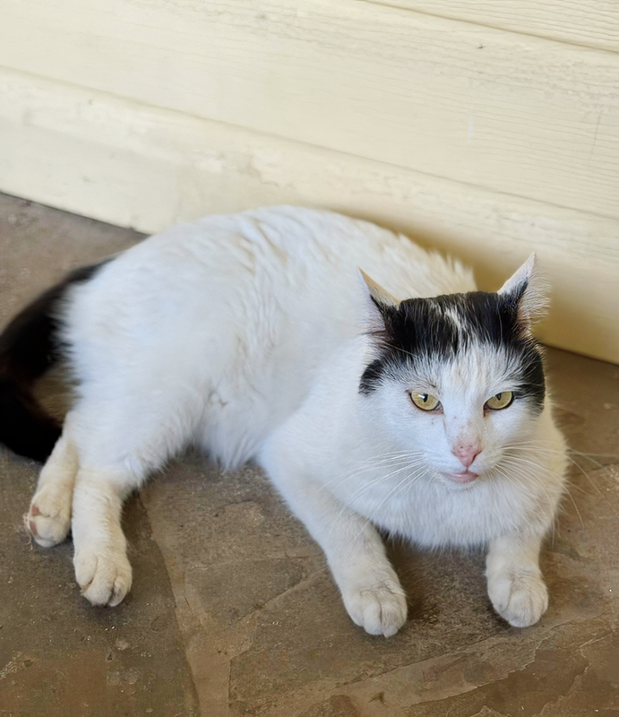 Белый попал к нам в уже весьма солидном возрасте. С тех пор миновало 11 лет
