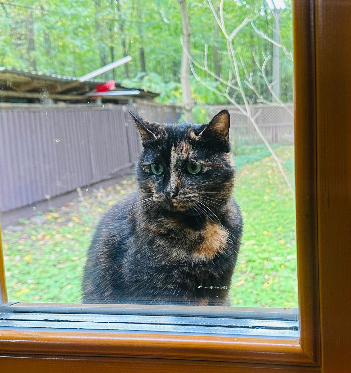 Личное фото. Кошка, живущая на Царской пасеке. Я была там на экскурсии