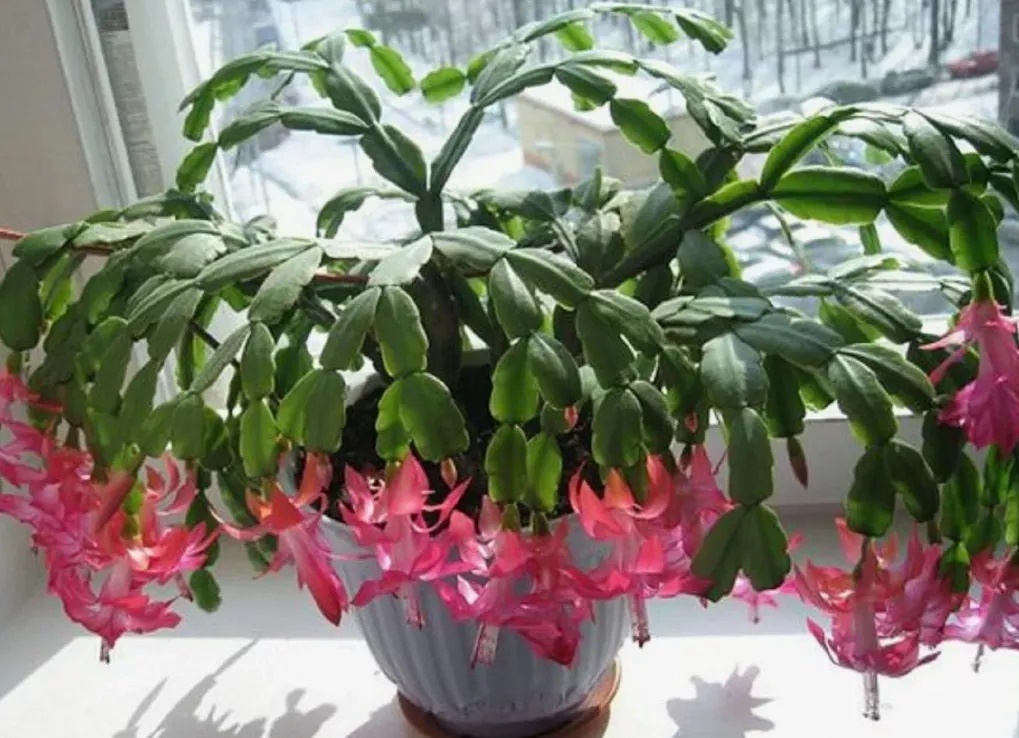    Декабрист расцвёл после двух поливов — бутоны-бусинки покрыли каждый побег