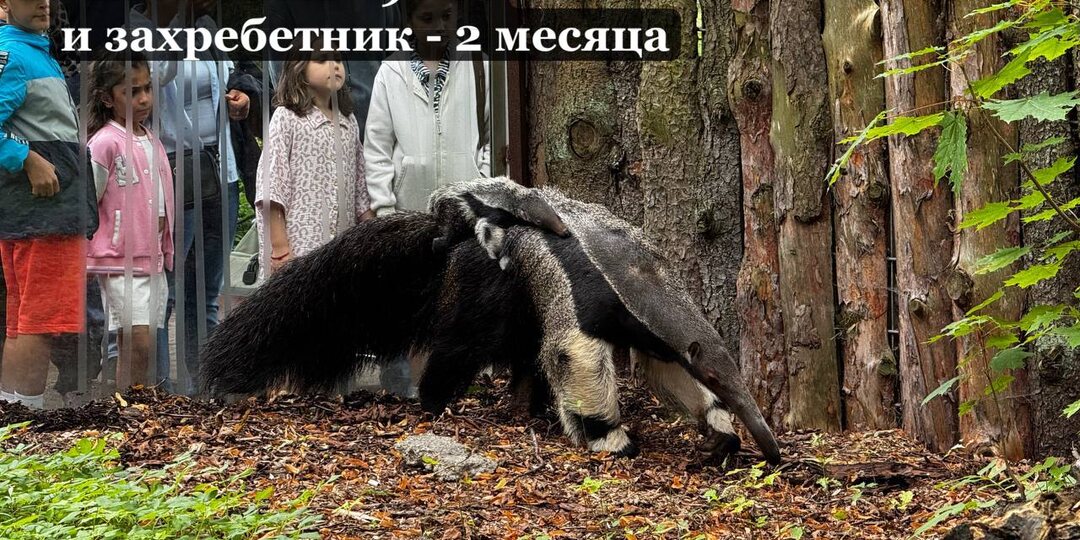 Удивительные муравьеды