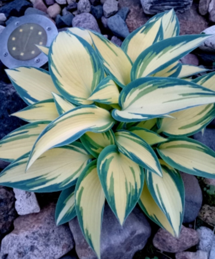 Ремембер ми