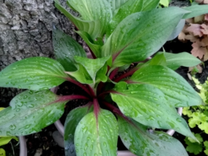 Как готовить хосты к зиме - обойдемся без ненужных телодвижений