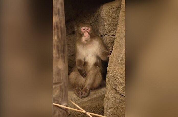    Кадр из видео в ТГ-канале Новосибирского зоопарка