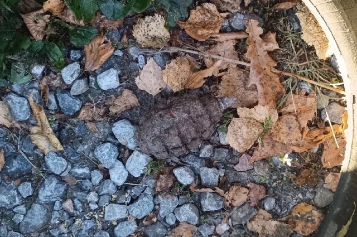    Гранату обнаружили во время земляных работ в Бердске под Новосибирском