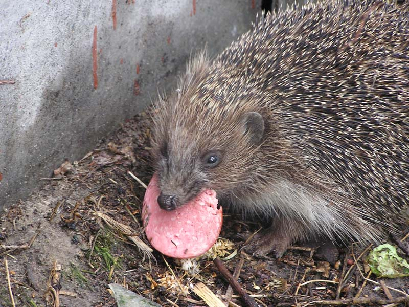Последний кусочек колбаски и точно на боковую! 
