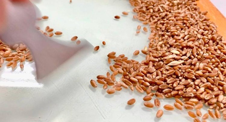    Фото: ФГБУ ЦОК АПК