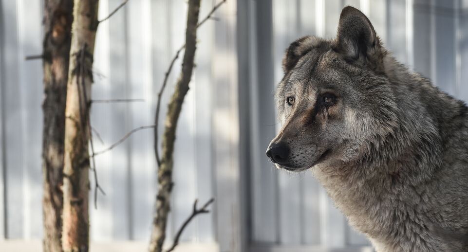    Медиасток.рф