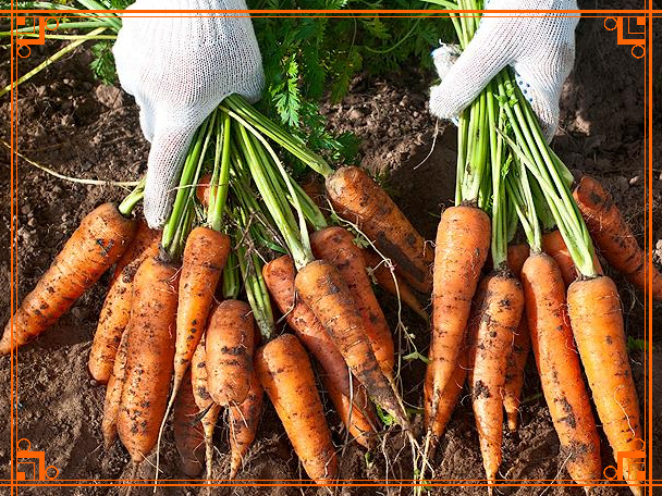 Фото из интернета. Когда и как собрать урожай моркови