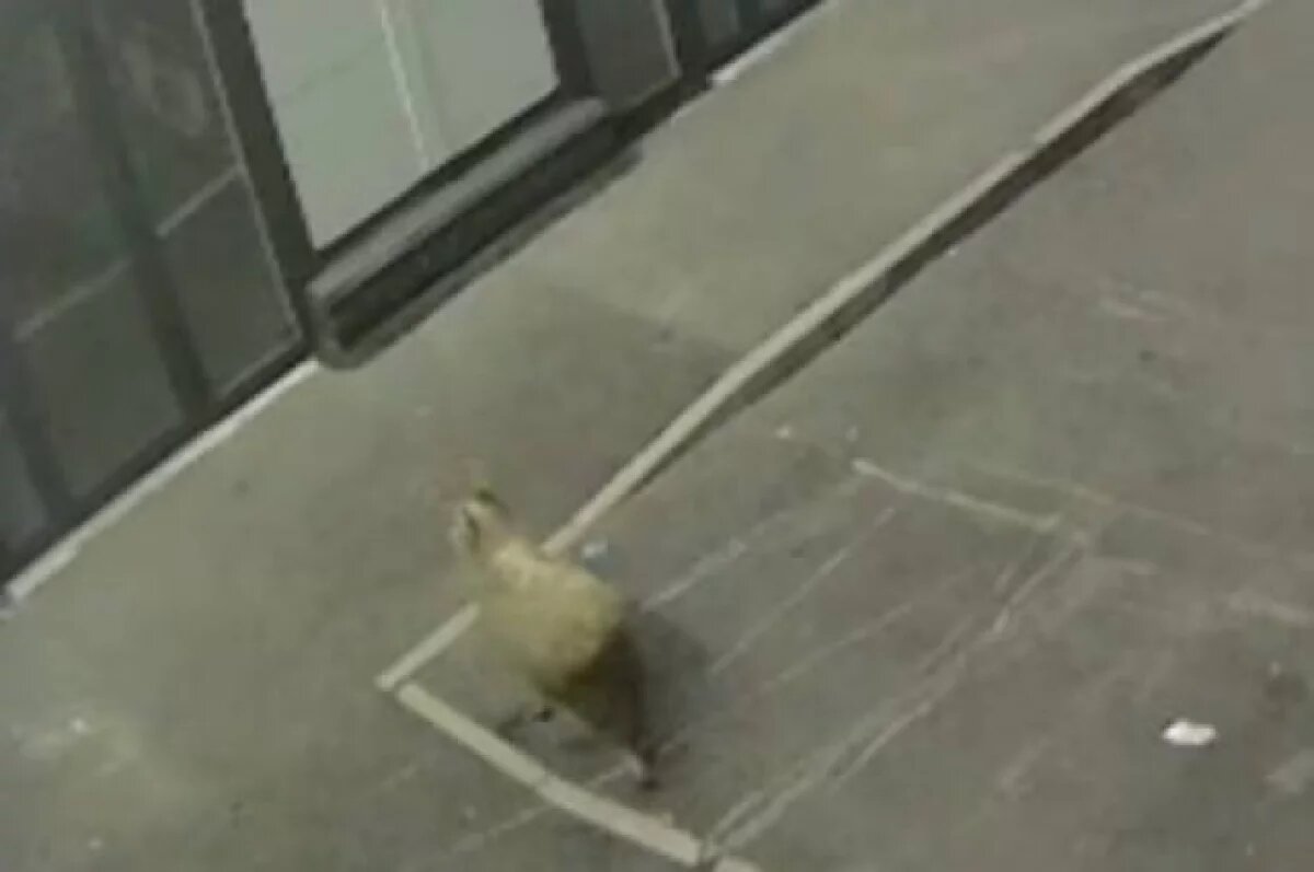    Баран-вандал в Башкирии разбил витрину магазина