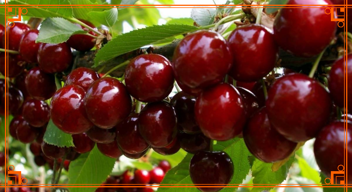 Фото из интернета. Черешня аделина фото