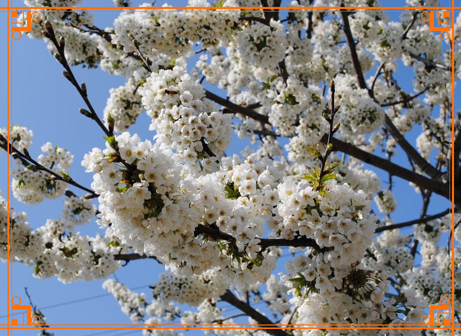 Фото из интернета. Описание сорта черешни аделина с фото