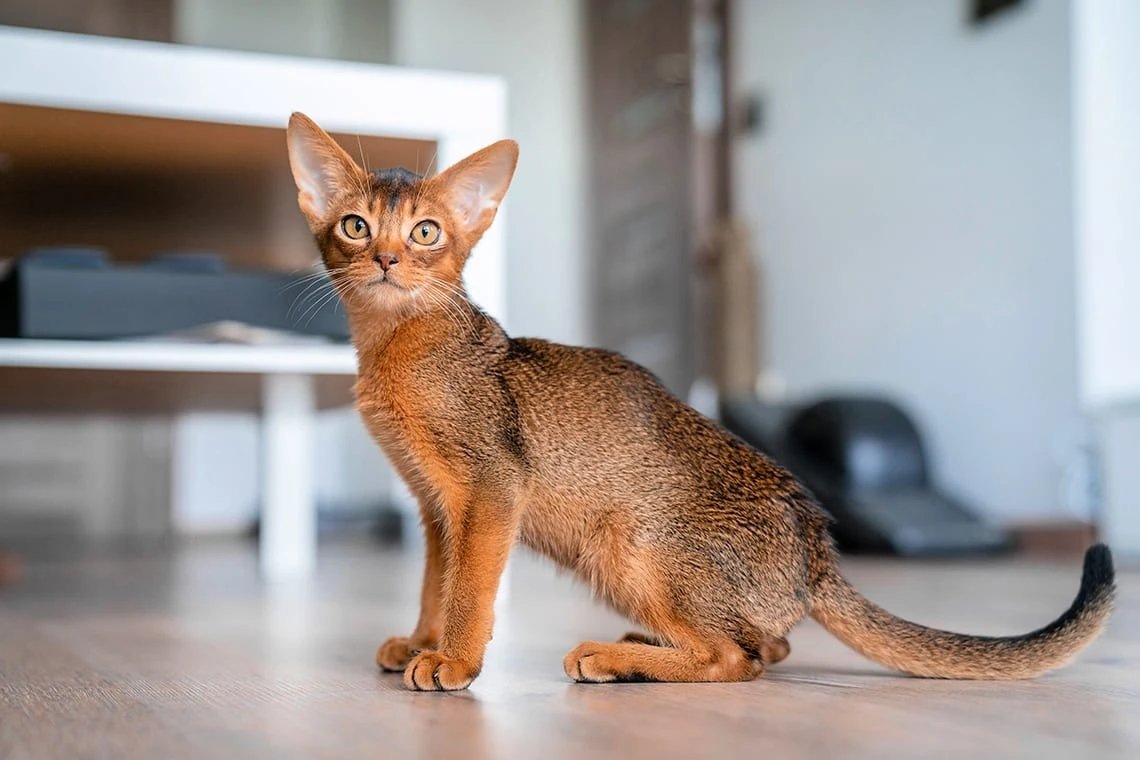 Абиссинская кошка. Фото из Интернета. 