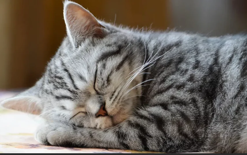 Фото из Интернета.