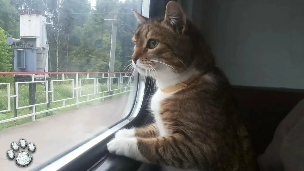 источник Яндекс-картинки