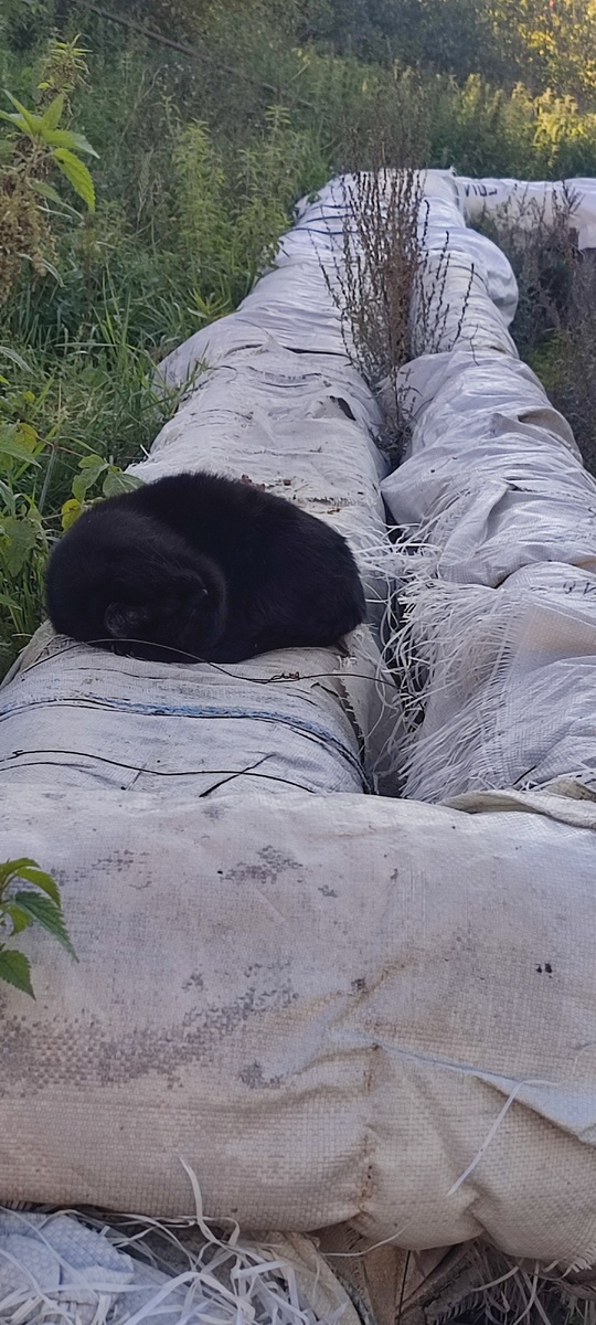 Фото автора. Спит. 