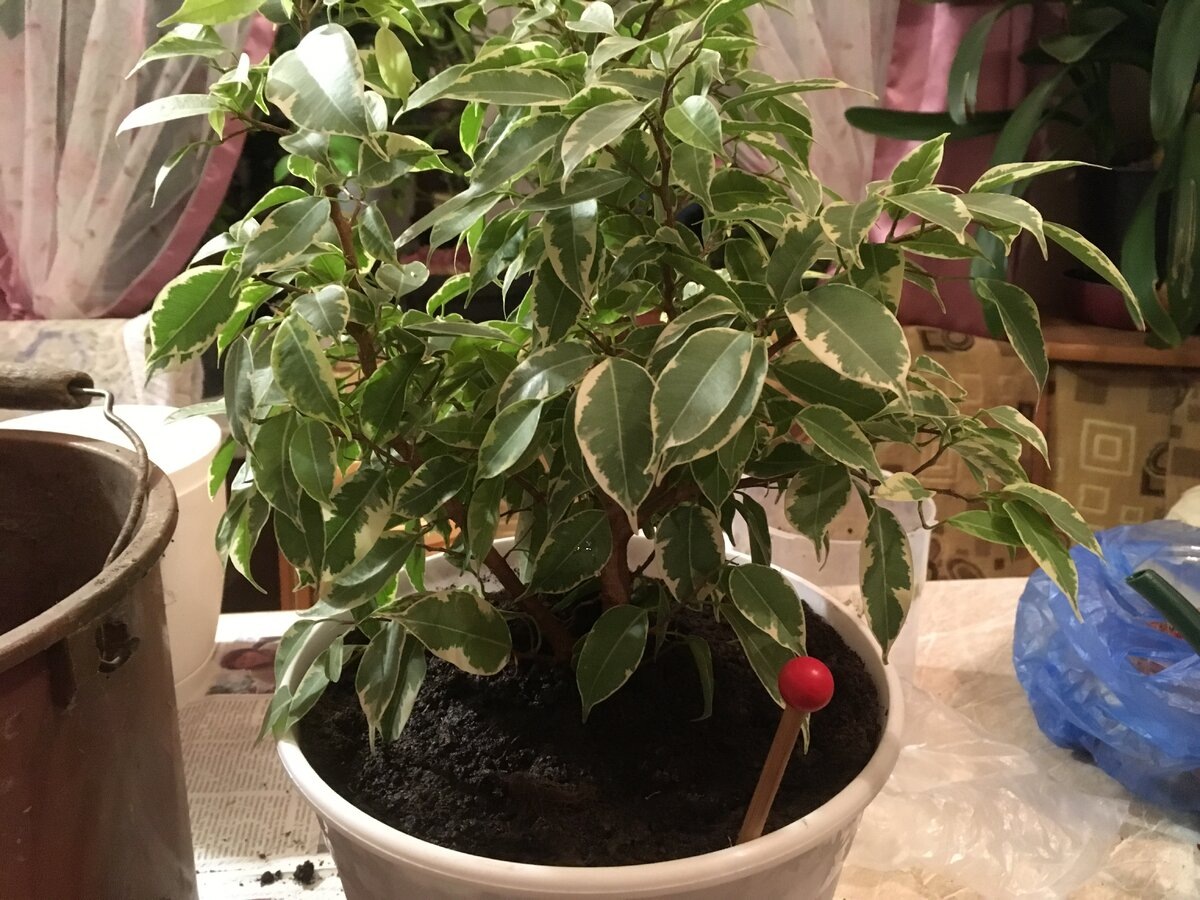 Экспертный лайфхак: Пестролистные сорта (Starlight, Kinky) требуют в 2 раза больше света, чем зеленые. Если листья бледнеют — срочно меняйте локацию.