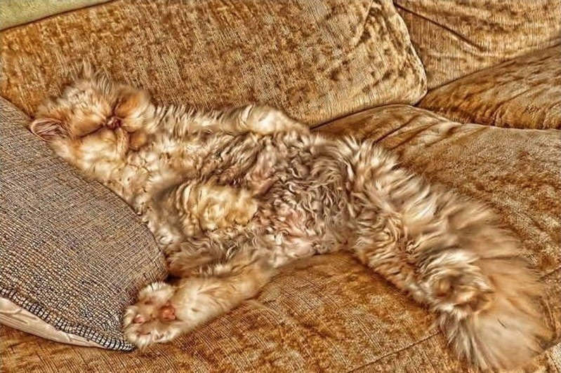 Кто в доме хозяин?