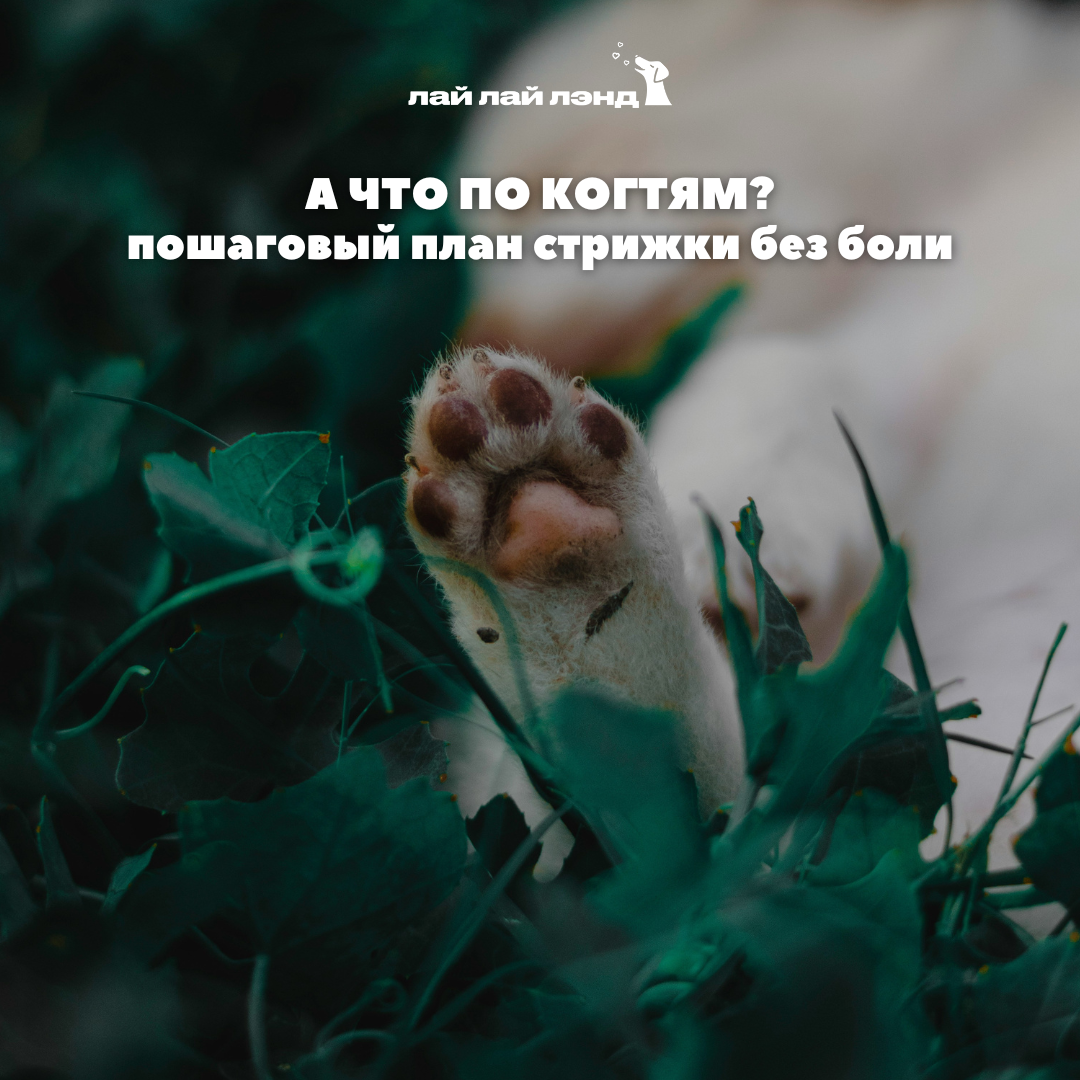 Лай-Лай Лэнд: cамое доброе комьюнити, где собаки — часть семьи 💙