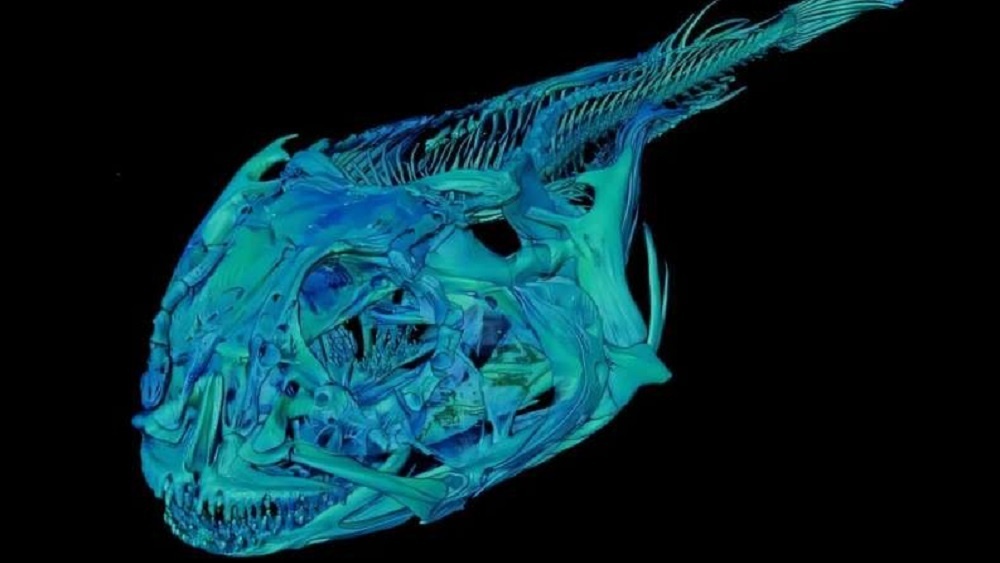     Фото: Kory Evans/Rice University