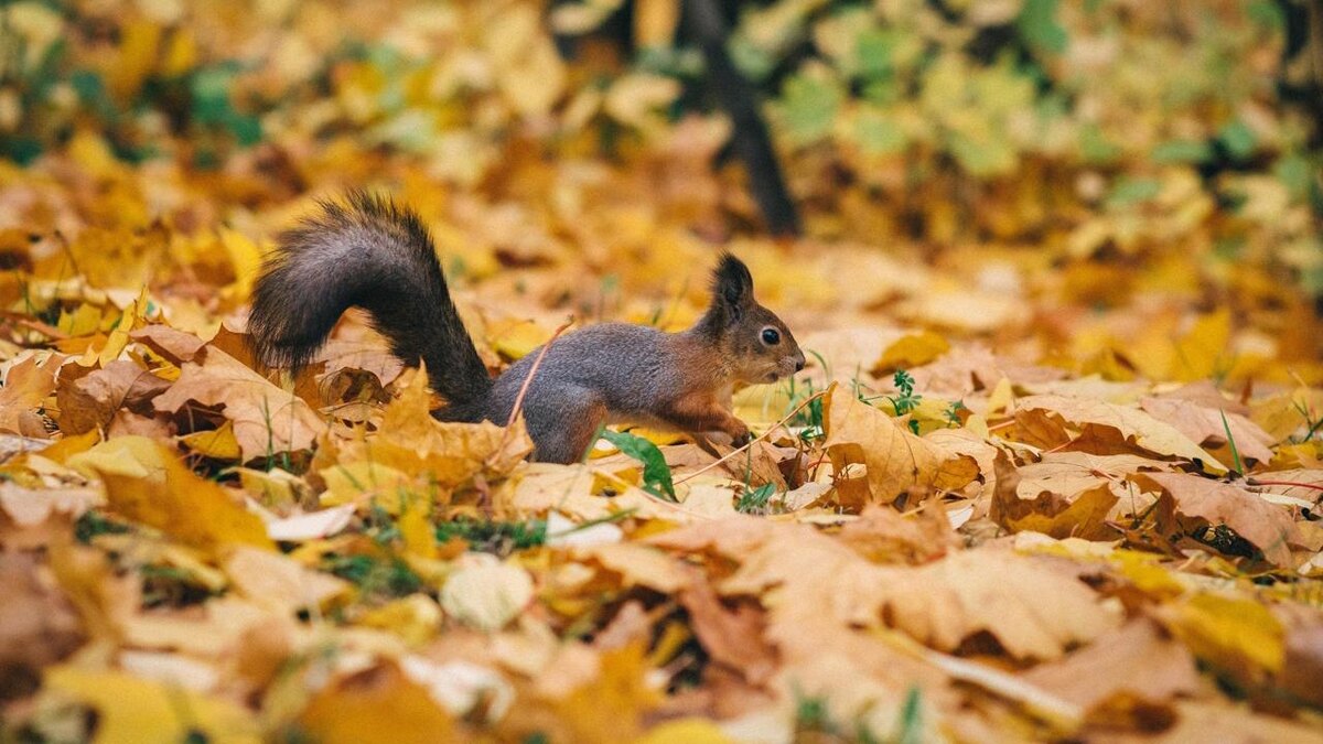    Фото: vk.com/Елагин остров | ЦПКиО им. С.М. Кирова