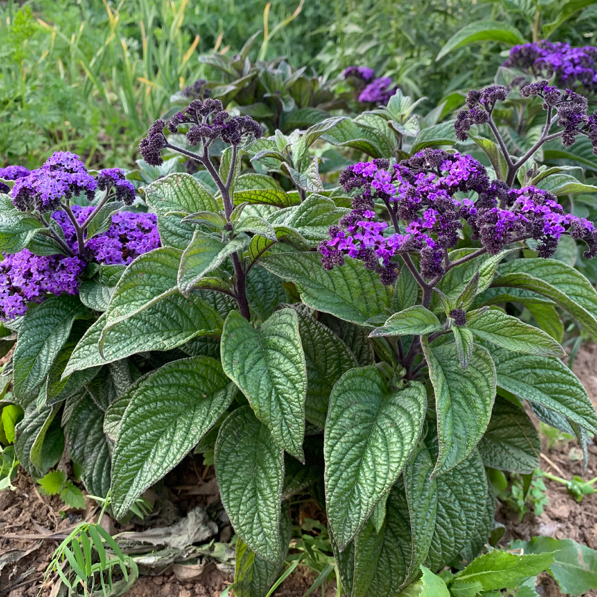 Гелиотроп в начале цветения
