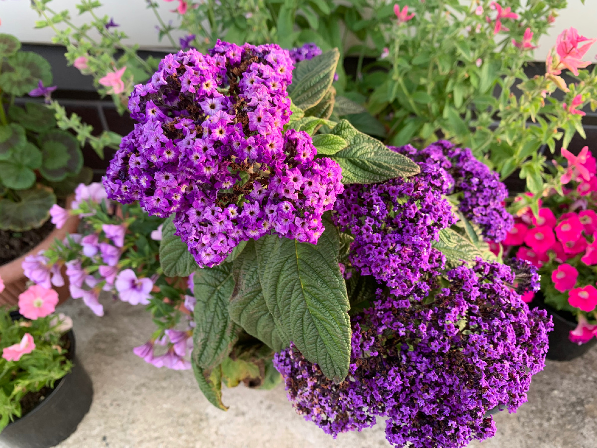 Крупные соцветия до 15 см