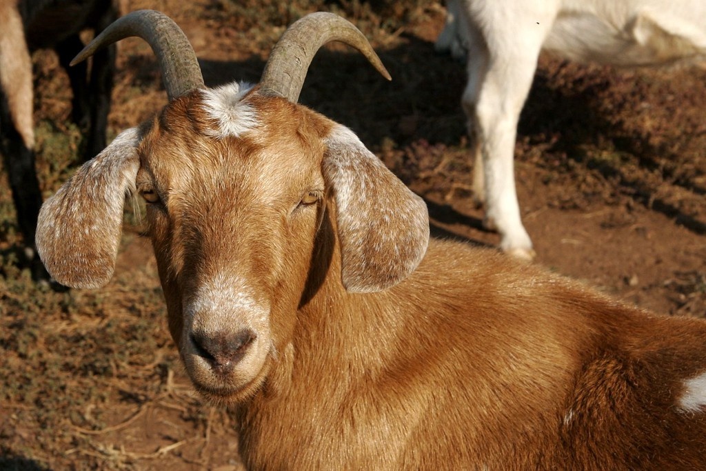    Фото © Wikipedia / Ltshears