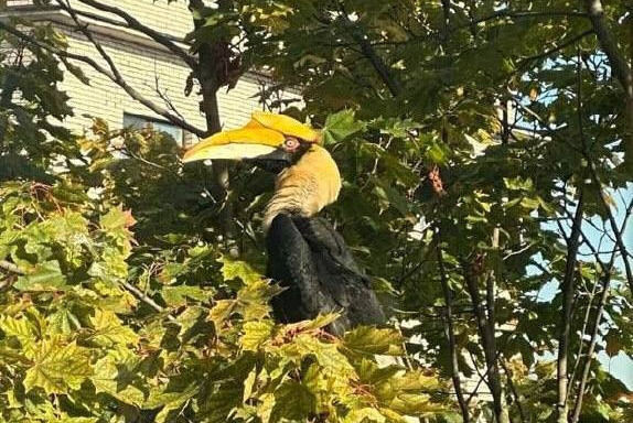 Фото: скриншот https://t.me/petrogradskii1/5894