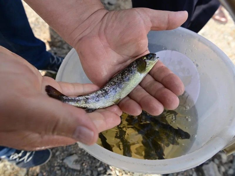 Фото: объединённая пресс-служба Росрыболовства