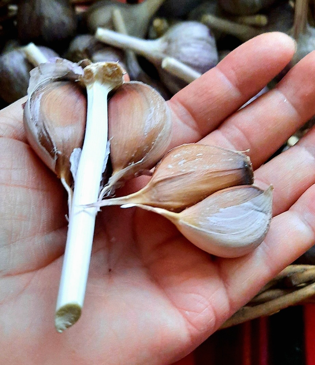 Фото автора. С удивлением узнала, что некоторые при посадке очищают чеснок от чешуек🙈 Никогда не делала ничего подобного.