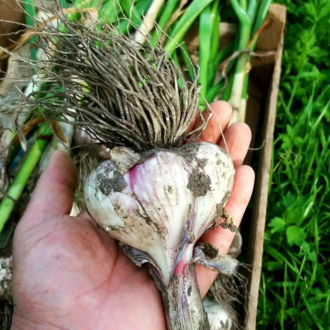 Фото автора.2020г.