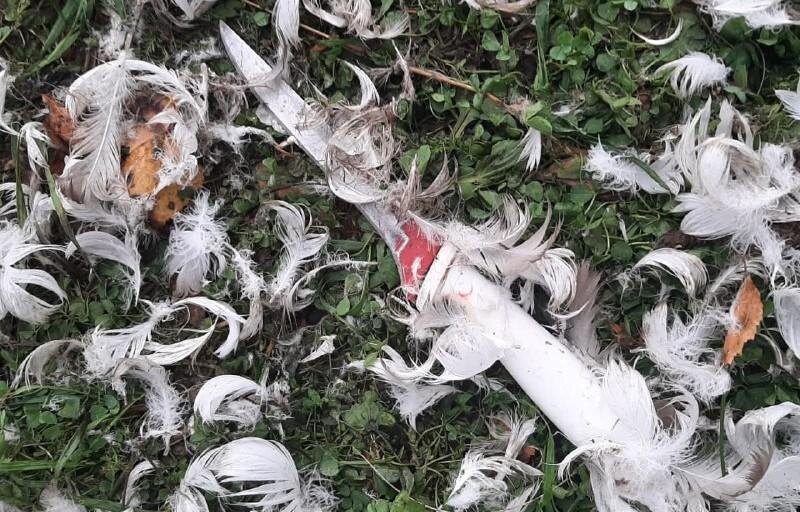 Фото:
ГУ МВД России по Челябинской области