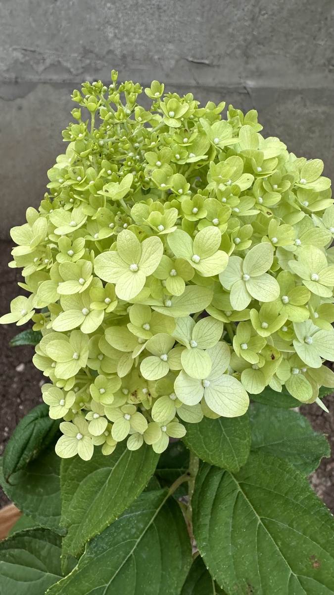 При правильном уходе метельчатые гортензии способны цвести даже в год высадки.