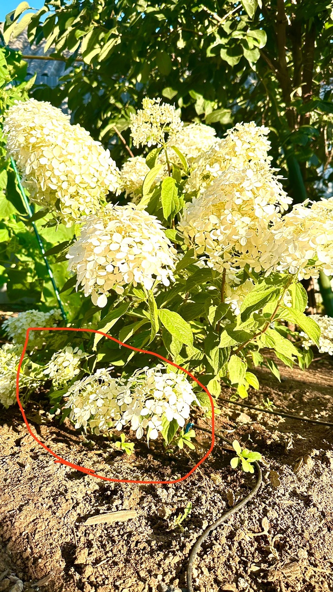 Саженец 1 год. Первое цветение. Срезаем все слабые ветки, лежащие на земле.