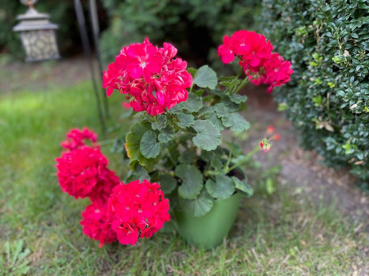 Пеларгонии. Фото автора 