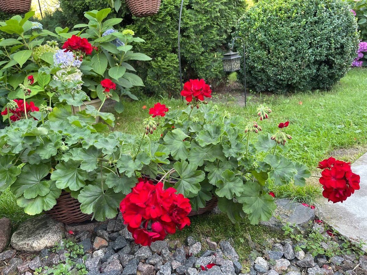 Пеларгонии летом. Фото автора