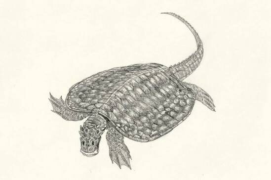 Хелиопозух, возможно.