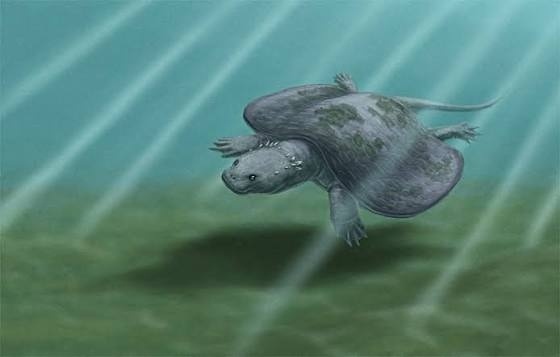 Хелиопозух в естественной среде.