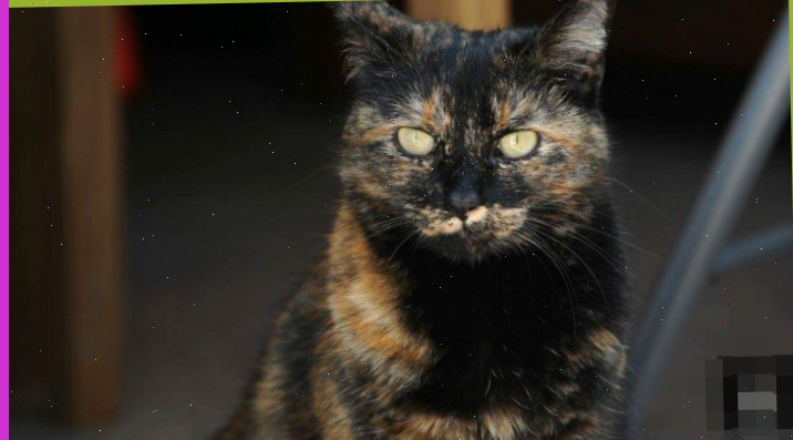 Кошка-спасатель Тинк из Шрусбери удостоена звания "кошка года".