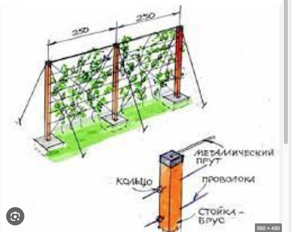 пример шпалеры
