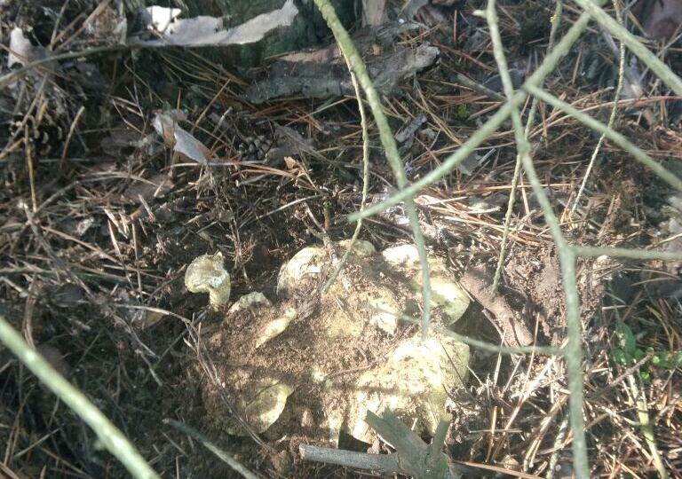 Поздние грибы зеленушки. Когда и где их искать?