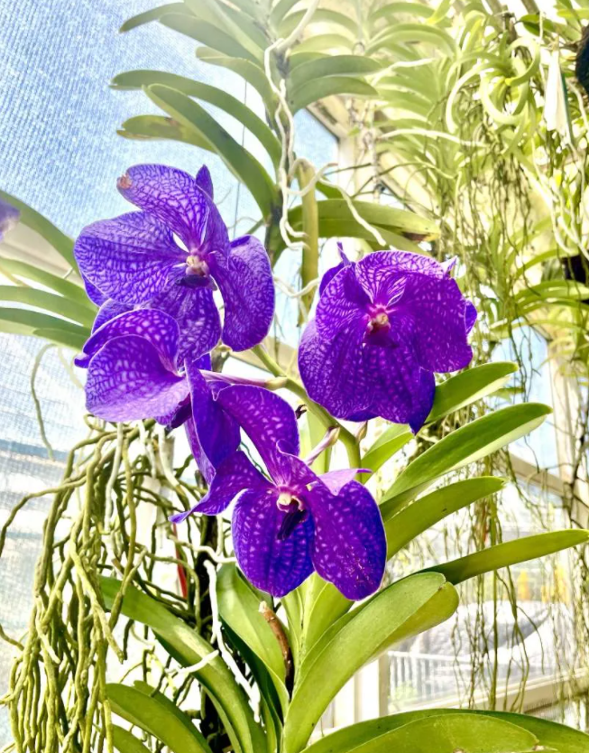 Фото Online Flower Garden